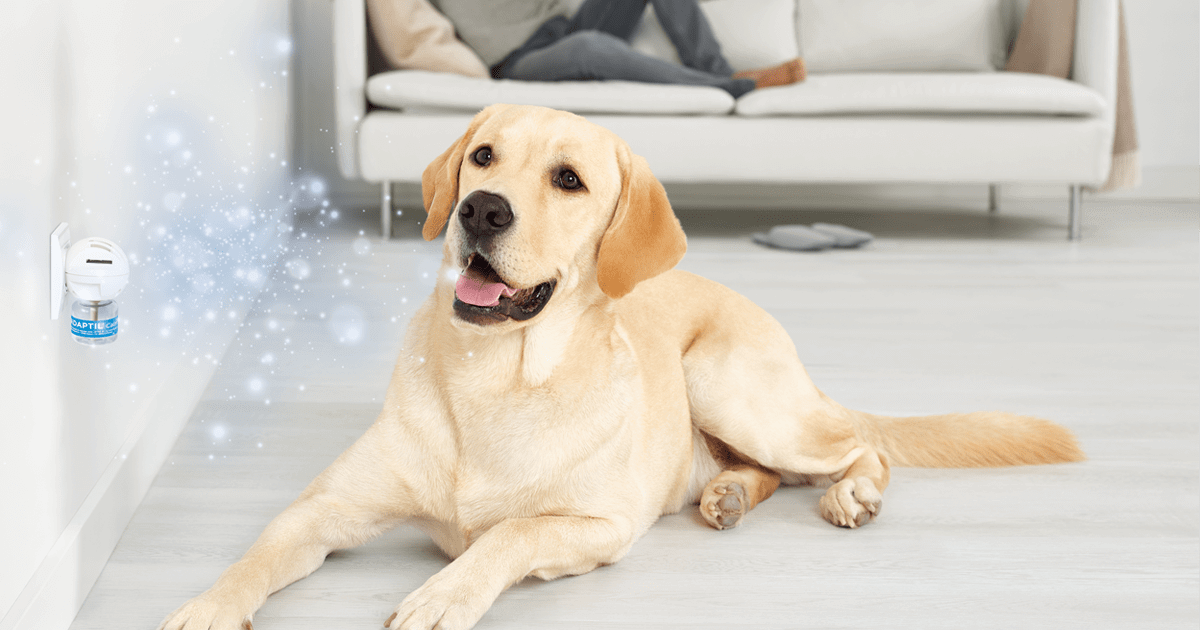 Calming Pheromone Diffusers For Dogs Are They Effective?